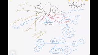 Repaso Neuroanatomía 2020: Parte 2/2