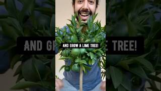 How to grow a baby lime tree! creative explained