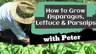 How to Grow Asparagus, Lettuce and Parsnips | Peter Seabrook