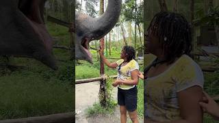 Feeding Elephants #elephant #phuket #travel