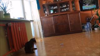 Mini Dron Vs Cat [Cheerson CX-10]