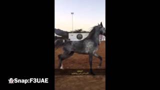 بطولة الفجيرة الاولى لجمال الخيل العربي الاصيل #خالد_السويدي snap:F3UAE