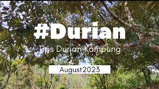 Tips Durian kampung #vlog #durian