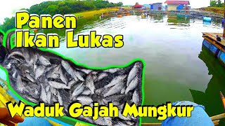 BORONG IKAN DI WADUK GAJAH MUNGKUR