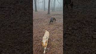 Dobermans and Queensland playing in the woods #doberman #dobermanpinschers #woods #dog