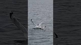 Greedy Seagull with small beak #nature