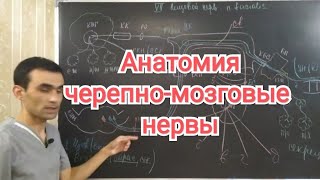 Анатомия всех черепно- мозговых нервов. Аnatomy of all cranial nerves