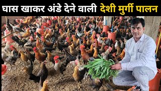 देशी मुर्गी पालन business | घास खाकर अंडा देने वाली देशी मुर्गी #deshimurgipalan