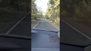 TIGER CROSSING THE ROAD