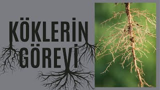 KÖKLERİN GÖREVİNİN İSPATLANMASI PURPOSE OF ROOTS Lise ve Ortaokul Deneyleri Kurtuluş ATLI