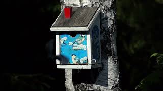 Blåmeis mater ungene i fuglekasse - Blue tit feeds the chicks in the bird box