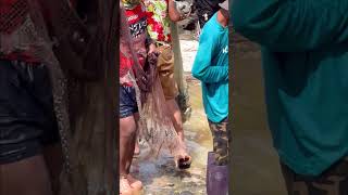 Fisherman Cast Net Fishing Real Life Amazing Fishing At Countryside.(Episode 177)