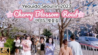 SEOUL KOREA | Cherry Blossom in Yeouido Seoul 2023 | 여의도 벚꽃 축제 길 완전개방 2023 | 4K WALK