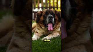 Dog of the Day: Saint Bernard | Doglime #dog