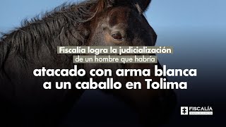 Fiscalía logra la judicialización de un hombre que habría atacado con arma blanca a un caballo