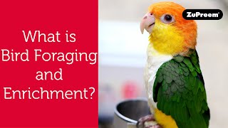 Bird Foraging and Enrichment | Tips for Bird Owners