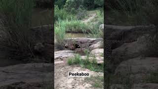 Leopard messing with  hyena drinking water #masaimaranationalpark #africa #masaimarasafari