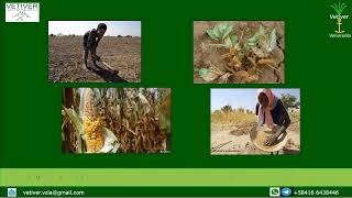 Vetiver System --  An option for world agriculture development