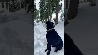 Two very different peas in a pod. My babies. #Dogs #Puppies #Snow #goldenretriever #labrador