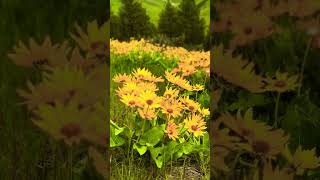 Beautiful Cashmere!#ytshorts #trending #nature #travel #arrahman #music #beauty #love #flowers