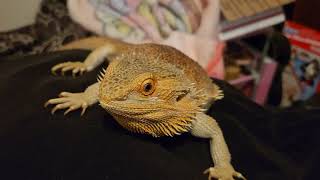 Mr. Lizard  ThE hungry Bearded Dragon