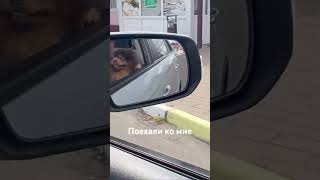 Подруга садись рядом #шпиц #юмор #прикол #собака #funny #pets