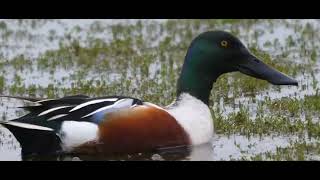 shoveler ducks breed | most beautiful breeds of ducks |