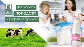 Как молоко попадает из коровы в бутылку?