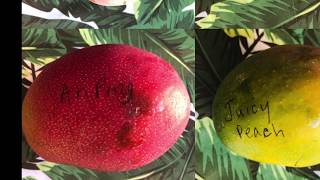 Tasting Mangos - Florida Grown -  Ah Ping  - Hawaiian Mango