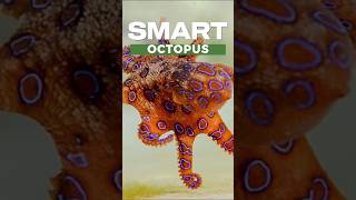 smart octopus #animals #facts #animallover #octopus