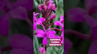 ✅Actualización de Orquídeas Epidendrum🌸#shorts#orchid#epidendrum#outdoorplants#viralvideo