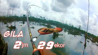 TERGANAS..‼️ 2 JM SATU TEMPAT 29 EKOR MANCING IKAN GABUS SUPER RAKUS