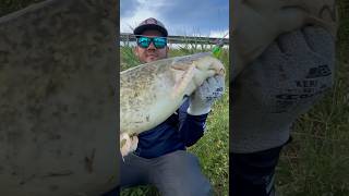 Big Siluro / CatFish / Somn / Silure / #pescuit #fishing #fishingvideo #siluro #silure #catfish