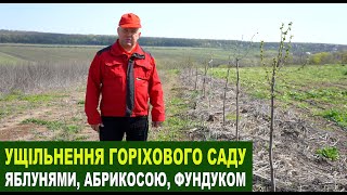 № 173 Ущільнення пеканового саду яблуками, фундуком та кісточковими