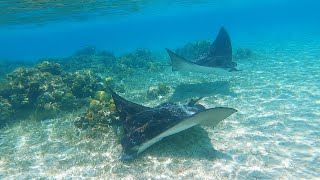 Swimming with Eagle Rays #shorts