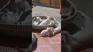 ramai sangat kucing