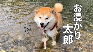 泳ぎたくて仕方ない末っ子柴犬はこうなりました