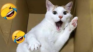 Try Not To Laugh 🤣 New Funny Cats And Dogs Video 😹