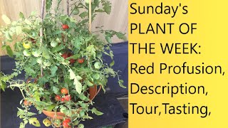 (Video 33) Complete Description, Tour, Tasting | Red Profusion Cherry Tomato | From F1 Seeds.