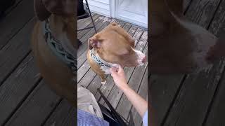 Pitbull Video 🐕#dog #doglover #cutedog #pitbull #shorts