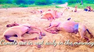 Camels are in rest  الجمال في راحة || in desert Thar || #animals #desertanimals #thardesert #camel