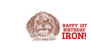 Iron’s 1st Birthday - Maltese & Yorkie Procreate Timelapse