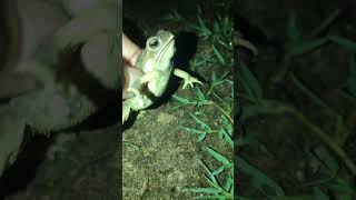 Amazing frog #frog #shorts