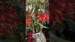 ✅Exposición de Orquídeas🌺🌼🌸#shorts#orchids#beautiful #flowers#orchidshow#viralvideo