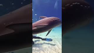 diving with a dolphin #shorts #ocean #fish #dolphins