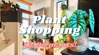 Where I Buy My Online Plants and Supplies From | £2.99 Plants | Rare Plants