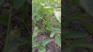 #shorts #ytshorts #potato #sunrise #sun #farming #plants #villagevlog #villagelife