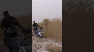 BCS reaper binder is harvesting reed in China