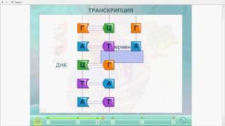 Транскрипция.Биосинтез белка.