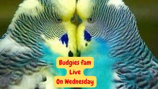 Everyday Budgies Live stream playing and chirping - Budgies singing - So Relaxing & Cute-Budgies fam